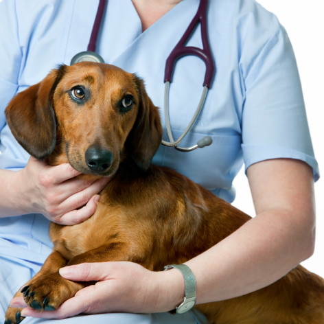 Heartworm in Dogs