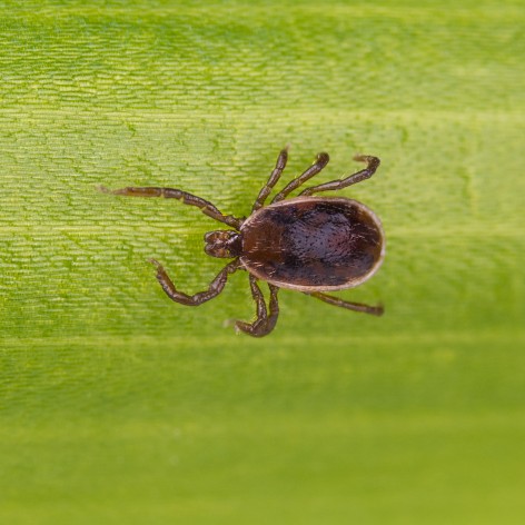Brown Dog Tick
