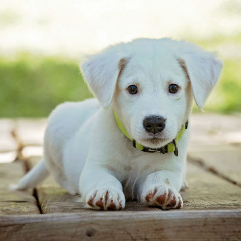 10 Tips to Keep Dogs Cool in Summer