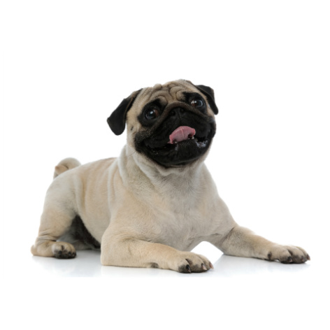 Signs your Dog has a Parasite