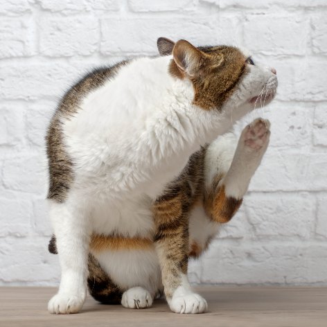 Signs your Cat has a Parasite