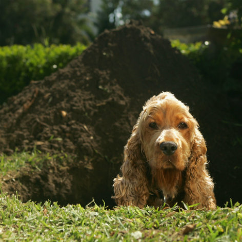 Is it safe to feed my dog table scraps?
