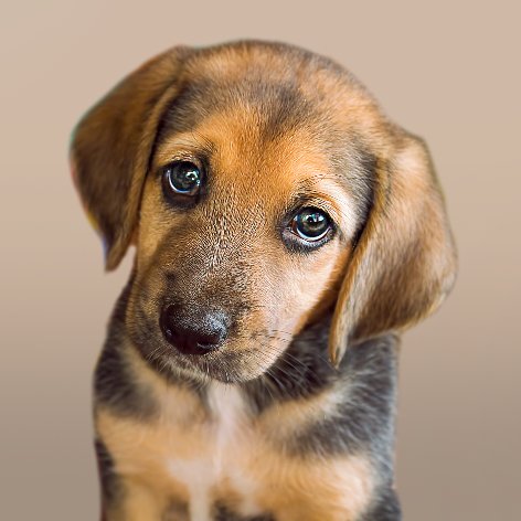 Tick protection for Dogs