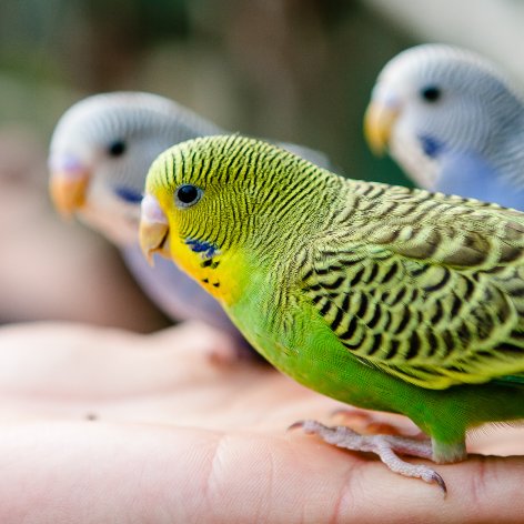 Foods that are Toxic to Birds